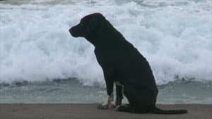 Bali: Island of the Dogs — foto 1