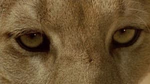 Anima Mundi — foto 2