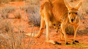 The Kangaroo King — foto 5