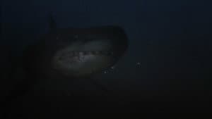 Shark Hunter — foto 11