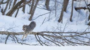 Wolf — foto 6