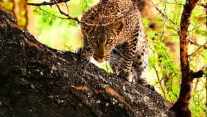Secret Life of Predators — foto 2