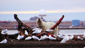 The Great Polar Bear Feast — foto 4