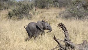 Naledi: A Baby Elephant's Tale — foto 4