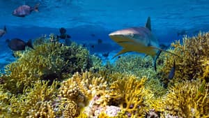 Protecting Paradise: The Story of Niue — foto 6