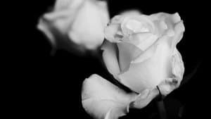 Petals of Doubt — foto 1