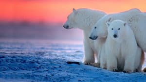 Kingdom of the Polar Bears — foto 3