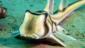 Tiburones bebé — foto 8