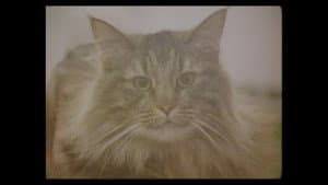 Considering Cats — foto 6