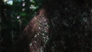 Las memorias perdidas de los árboles — foto 2
