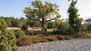 Ostseeparadies Rügen — foto 4