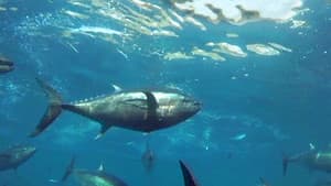 Cultivating the Seas: History and Future of the Full-Cycle Cultured Kindai Tuna — foto 2