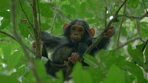 El imperio de los chimpancés — foto 6
