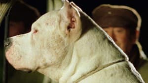 El perro — foto 2