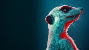 Meerkat Manor: Rise of the Dynasty — foto 3