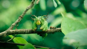 Minuscule 2 Mandíbulas del Fin del Mundo — foto 7