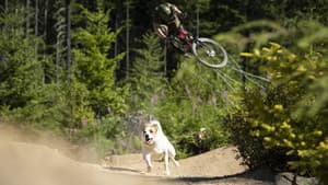 A Dog's Tale — foto 1