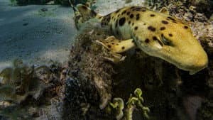 Tiburones bebé — foto 6