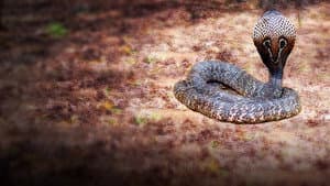 Secrets of the King Cobra — foto 2