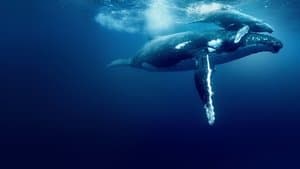 Océanos con David Attenborough — foto 3