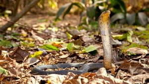 Cobra Mafia — foto 3