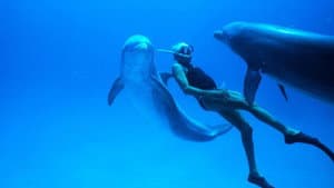 Dolphin Man — foto 5
