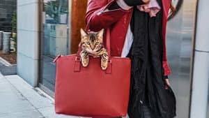 Gente de gatos — foto 1