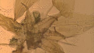 Mothlight — foto 3