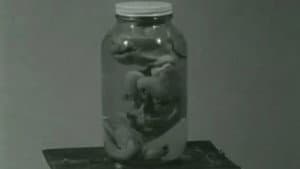 Pig — foto 3