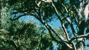 Australian Bush — foto 10