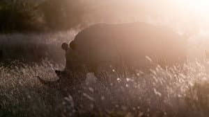 Rhino — foto 4