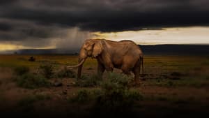 Chasing the Rains — foto 10