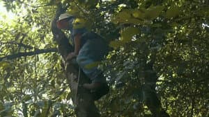 El sueño de las luciérnagas — foto 1