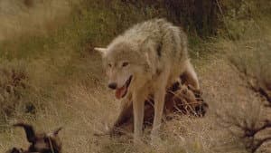 Wolves — foto 1