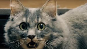 Catnado — foto 6
