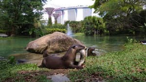 Uptown Otters — foto 1