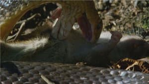 Snake Island: Wild & Deadly — foto 5
