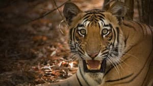 Secrets of Wild India — foto 4