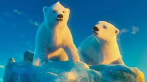 The Polar Bears — foto 1
