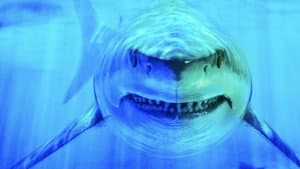 World's Biggest Great White? — foto 1