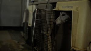 Going to the Dogs — foto 7