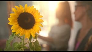 Sunflower — foto 1