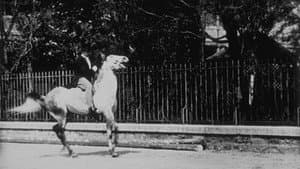 Cheval de haute école, I — foto 1