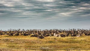 Gaz russe, la dernière route des Nenets — foto 7