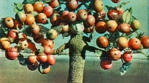 Ābelīte — foto 1