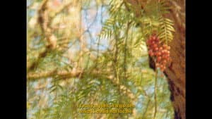 الحديقة السريّة — foto 2