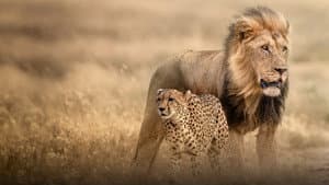Cat Wars: Lion vs. Cheetah — foto 2