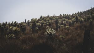 El Rugido del Ruiz — foto 1