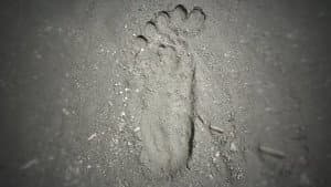 A Flash of Beauty: Bigfoot Revealed — foto 4
