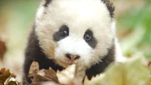 Nacidos en China — foto 3